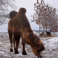 Бактриан, двугорбый верблюд. :: Алексей Golovchenko