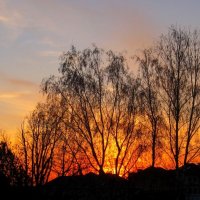 Осень на фоне заката :: Елена Palenavi