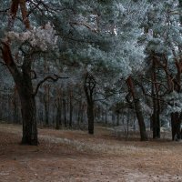 Волшебный замороженный лес :: Светлана Шишова