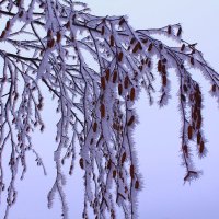 Березовые фантазии ноября :: Татьяна Ломтева