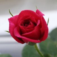Роза красная :: Damir Si