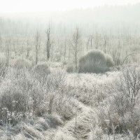 морозное утро на болоте... :: Дмитрий Булатов
