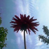 Мир цветов :: Инна Буян