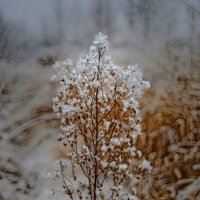Зимний цветок :: Олег Чернов
