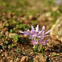 15.11.14 Безвременник, колхикум Стевени, сын первого дождя (Colchicum steveni) :: Борис Ржевский