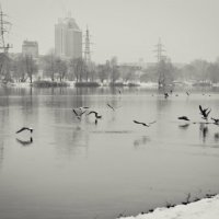 Чайки на взводе) :: Александр 