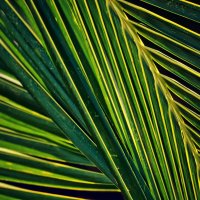 Ритм пальмового листа 5 :: Татьяна Губина