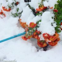 Хризантемы  на снегу.... :: Юрий Владимирович