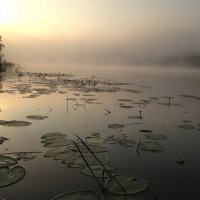 Кувшинки на Волге :: Максим Коробов