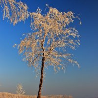 Одинокая береза :: Евгений (bugay) Суетинов