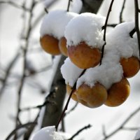 яблоки ...в снегу. :: Наталья Бридигина