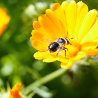 Пчелка на цветке :: Oriole_sun 