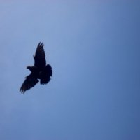 Летящий голубь :: Валерия 