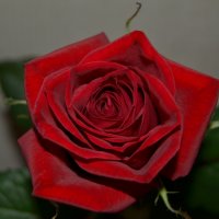 роза :: Сластёна Сотка