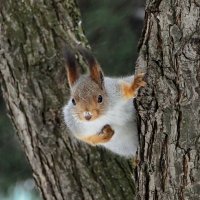 Я позирую, снимай меня! :: Пётр Сесекин