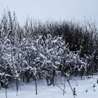 Зимний пейзаж :: Дарья Костенко