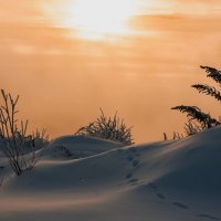 По снежной пустыне :: Василий Хорошев