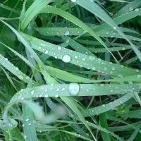 Серебристые капли дождя :: Екатерина Баннова
