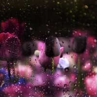 Из серии..."Цветы и дождь."(Нидерланды). :: Александр Вивчарик