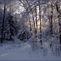 Зимний лес :: Надежда Лаврова