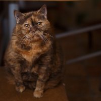 Кошка Валя :: Светлана Торгашева