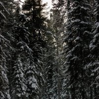 Зимний лес :: Александр Богданов