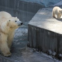 Белые медведи :: Ольга Головина