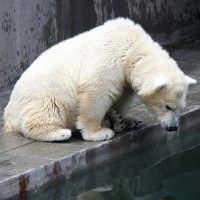 Белый медведь :: Ольга Головина