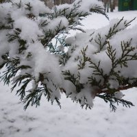 Первый снег :: Юрий Щербаков
