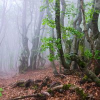 Лес в тумане :: Георгийf 