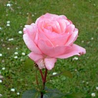 Розовая роза :: lara461 