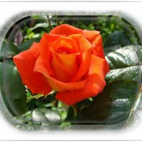Rose " Lambada " :: laana laadas