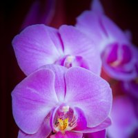 Орхидея фалинопсис :: Анастасия 