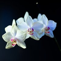 Орхидеи :: ИГОРЬ ЧЕРКАСОВ