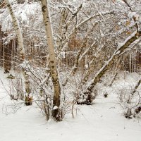 Первый снег_1 :: Инна Силина