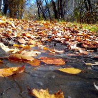 Осенняя тропа :: оксана савина
