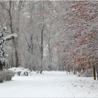 Первый день зимы в парке... :: Тамара (st.tamara)