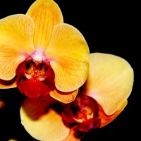 орхидеи :: ИГОРЬ ЧЕРКАСОВ
