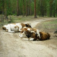 Обычное дело-коровы в лесу :: Виктор Заморков