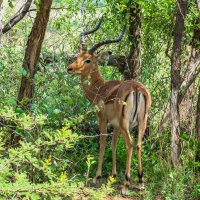 Pilanesberg national park. ЮАР :: Ирина Кеннинг