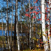 Осенний лес :: Наталья Лисинова 