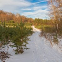 Лесная дорога :: Любовь Потеряхина