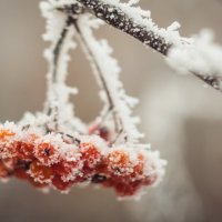 Зима в мелочах :: Ольга Семенова