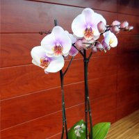 "Орхидея" :: Aleks Ben Israel