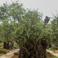 Оливковое дерево из Гефсиманского сада. :: Elena Izotova
