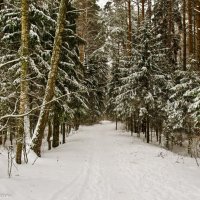 Зимний лес. :: Виктор Евстратов
