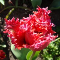 Бахромчатый тюльпан :: laana laadas