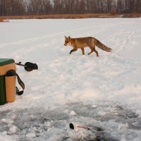 Сама Лиса Патрикеевна пожаловала! :: Андрей Селиванов