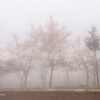 Туман :: Nerses Matinyan
