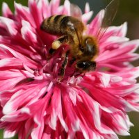 Пчелка-труженица. :: Oriole_sun 